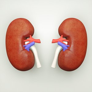3D kidney human anatomy