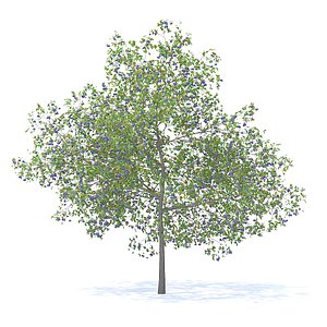plum tree 7 1m model