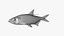 Indo-Pacific Tarpon