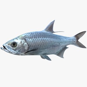 Indo-Pacific Tarpon 3D