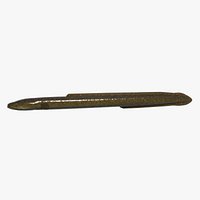 Giant mottled eel