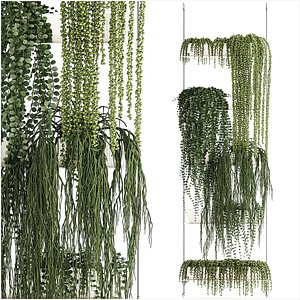 Hanging Potted Plants Succulents Senecio Rhipsalis 1418