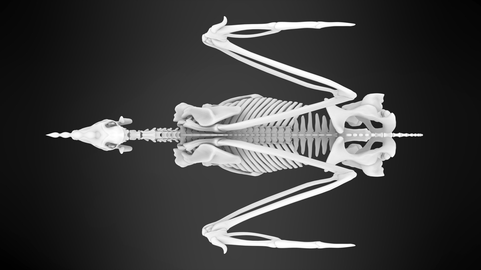 3D Alicorn Skeleton - TurboSquid 1523805