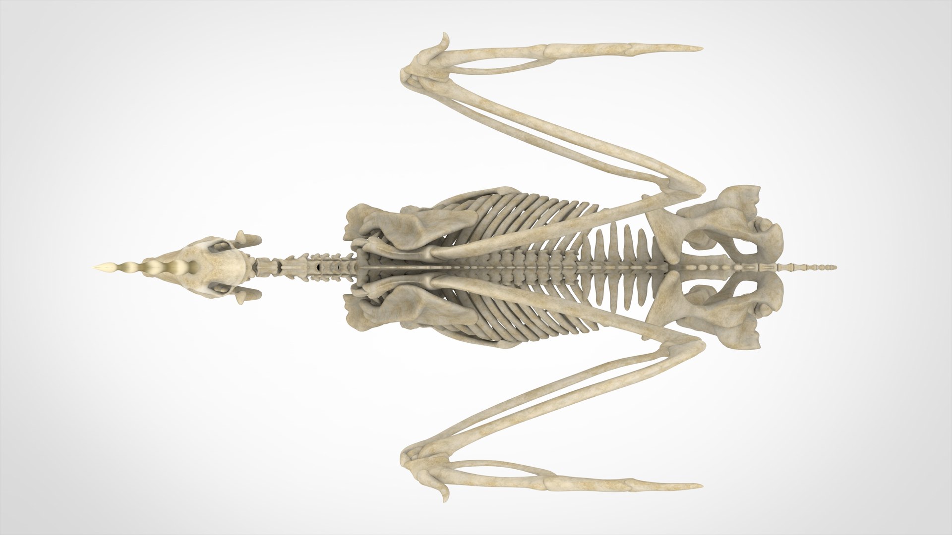 3D Alicorn Skeleton - TurboSquid 1523805