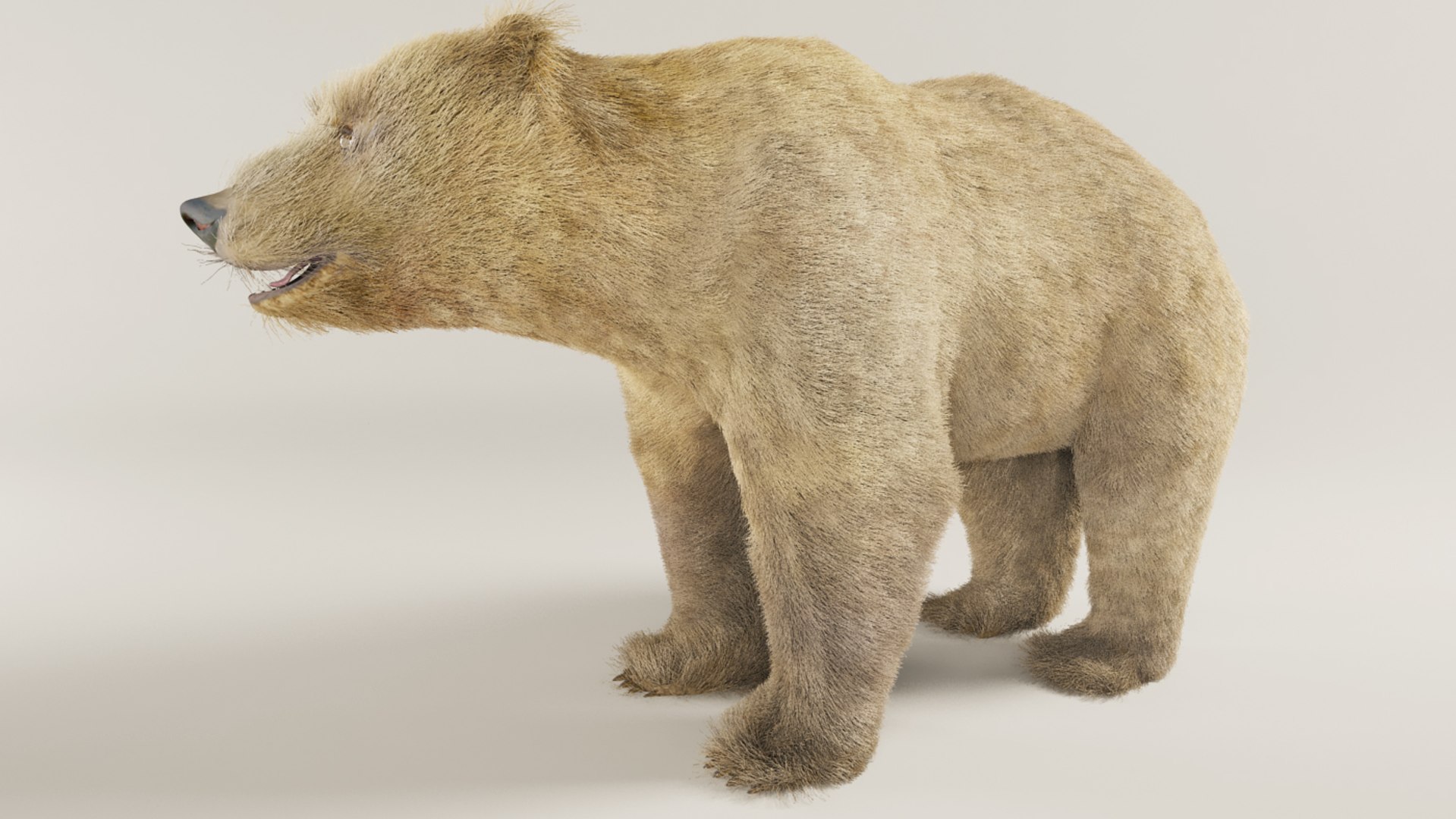 Brown Bear with Fur for Maya 3D Model 3D model preview