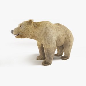 3D brown bear fur