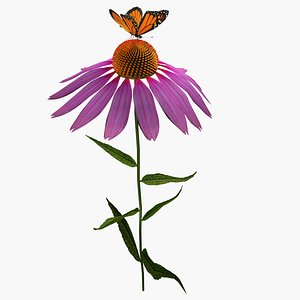 Echinacea with butterfly