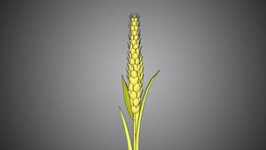 wheat rice paddy plant cereal crop farm paddy grain cropper cartoon
