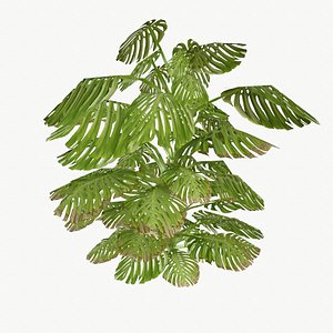 monstera type 3 3d model
