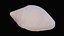 Tiny Dove Sea Shell