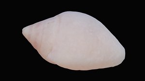 Tiny Dove Sea Shell