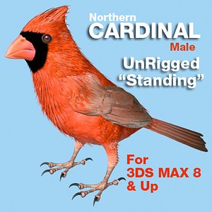 3d model bird cardinal standing wings