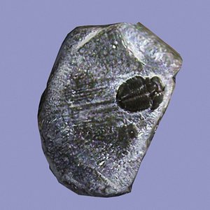 Small Trilobyte fossil