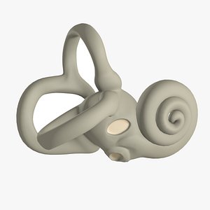 3D inner ear bony labyrinth model