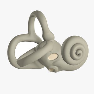 Inner Ear Bony Labyrinth