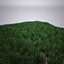 Wild grass