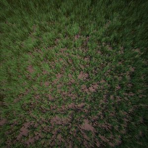 grass wild 3D
