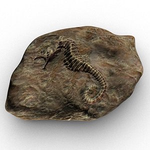 fossilized sea horse 3D model