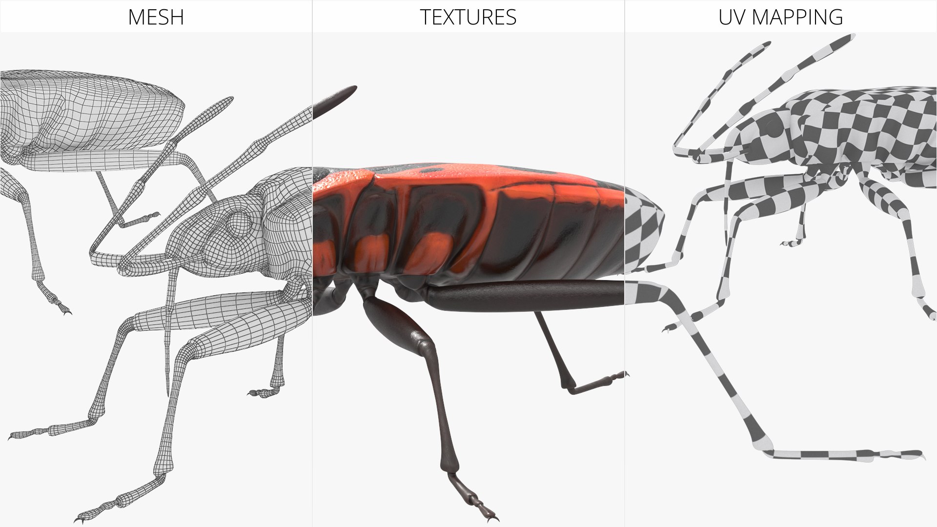 Firebug Pyrrhocoris Apterus Insect Red Black Rigged For Cinema 4D 3D ...