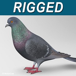 Pigeon B - Folded Wings