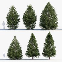Sciadopitys verticillata Japanese Umbrella Pine