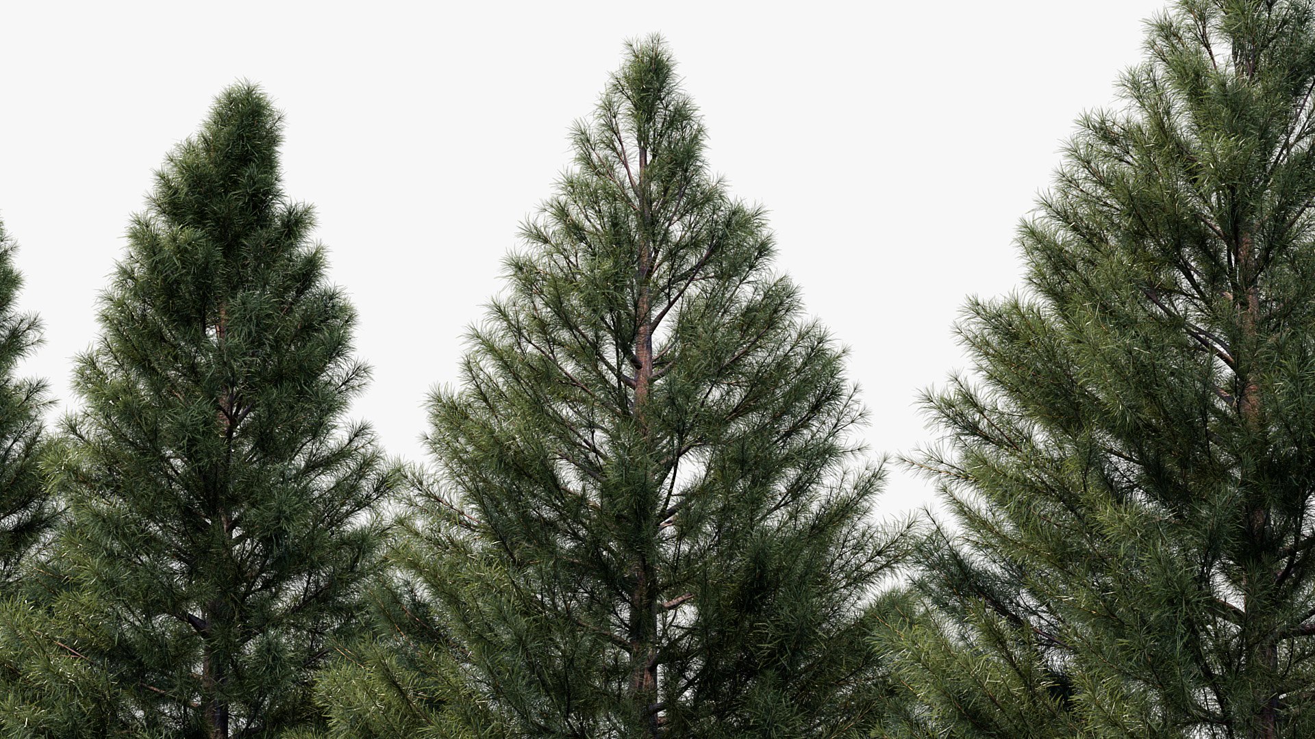 Sciadopitys verticillata Japanese Umbrella Pine 3D model https://p.turbosquid.com/ts-thumb/Br/NI3z6M/ck/bc_pm_p03_sciadopitys_verticillata_05/jpg/1680365055/1920x1080/fit_q87/8f682558b0c2f8bf1672f9c601dd3741dfdc704c/bc_pm_p03_sciadopitys_verticillata_05.jpg