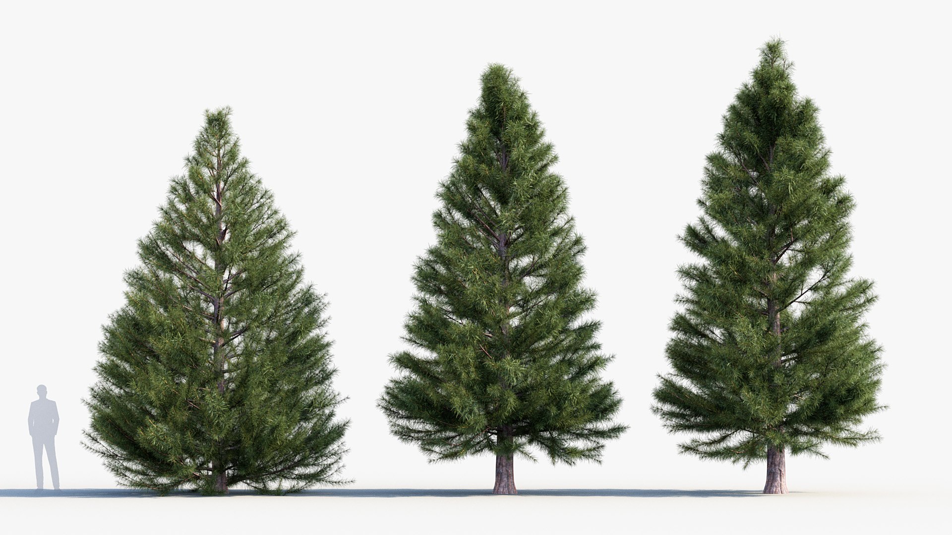 Sciadopitys verticillata Japanese Umbrella Pine 3D model https://p.turbosquid.com/ts-thumb/Br/NI3z6M/lI/bc_pm_p03_sciadopitys_verticillata_03/jpg/1680365050/1920x1080/fit_q87/789a66d906f6915532f845f153692c6da1c59b95/bc_pm_p03_sciadopitys_verticillata_03.jpg