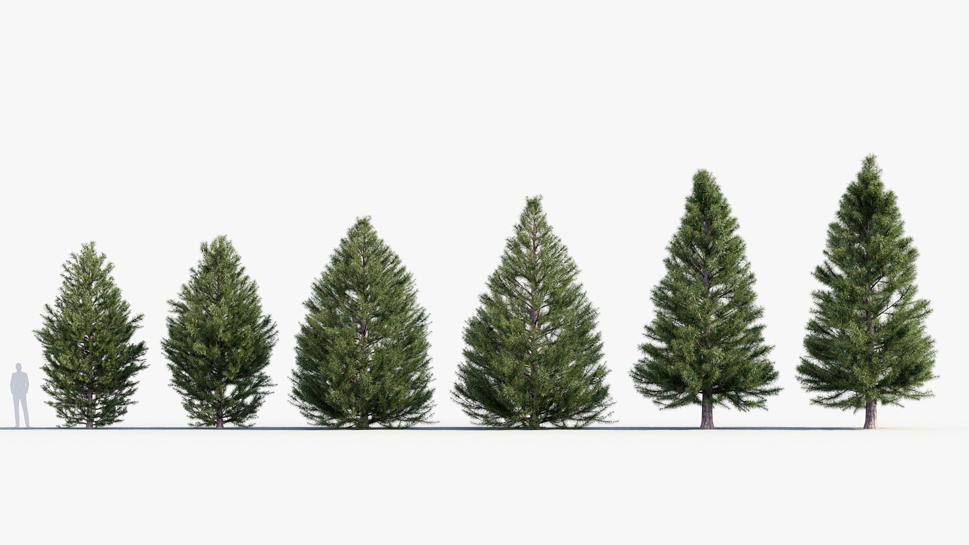 Sciadopitys verticillata Japanese Umbrella Pine 3D model https://p.turbosquid.com/ts-thumb/Br/NI3z6M/tn/bc_pm_p03_sciadopitys_verticillata_01/jpg/1680365050/1920x1080/fit_q87/29e510cee24c2e719b8ca4e0b3ddbfdebf0d0498/bc_pm_p03_sciadopitys_verticillata_01.jpg