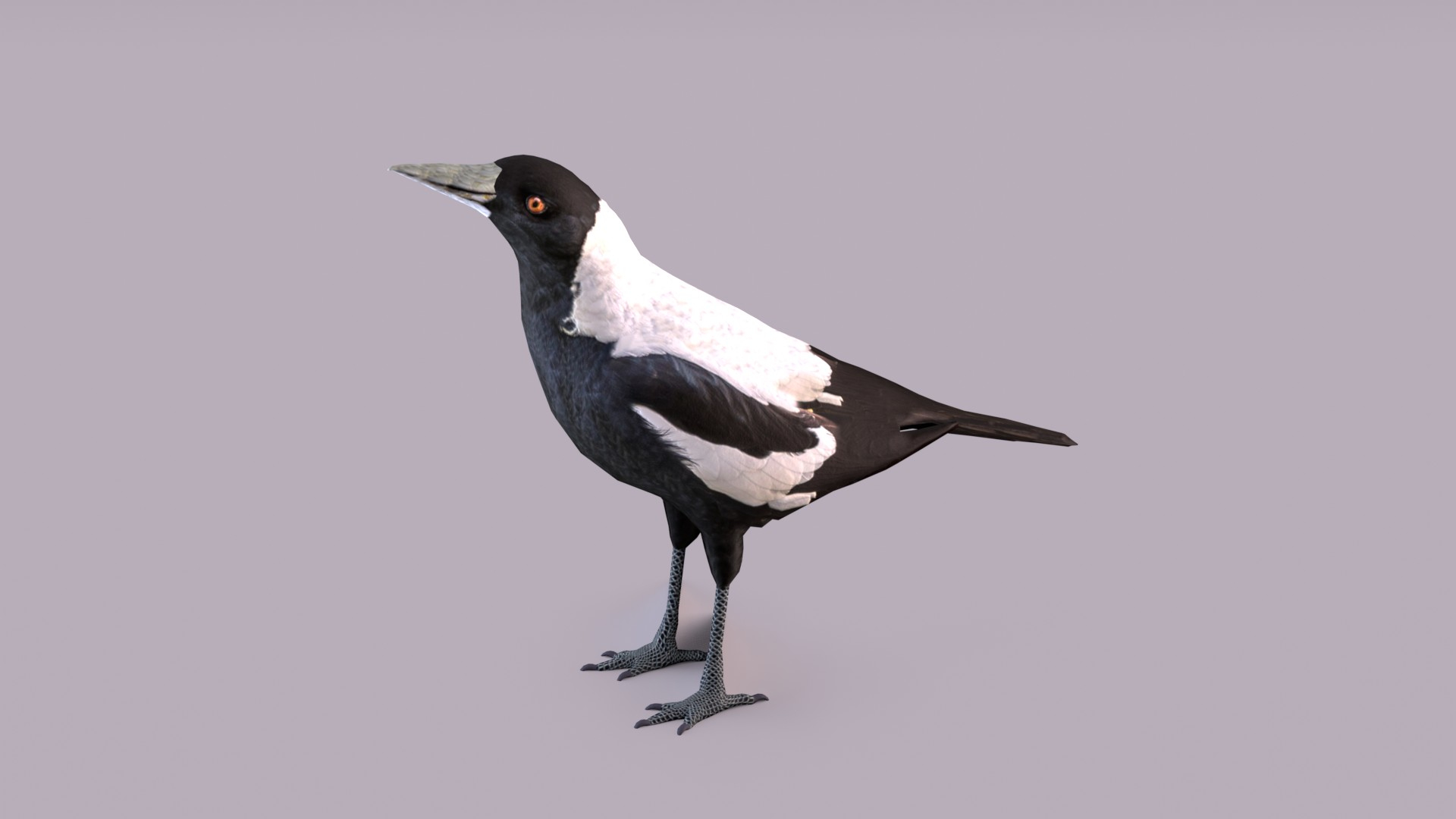 3D Birds collection https://p.turbosquid.com/ts-thumb/Br/Vid08l/Kr/magpie/jpg/1647458431/1920x1080/turn_fit_q99/15120c53cd8b2a619f19e6e68a885f392d659eb3/magpie-1.jpg