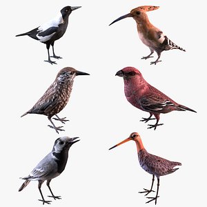 3D Birds collection