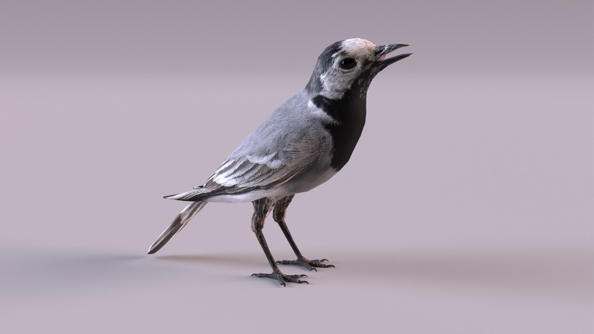 3D Birds collection https://p.turbosquid.com/ts-thumb/Br/Vid08l/h2/wagtail_0001/jpg/1649356284/1920x1080/fit_q87/6b9e5d85eed20e69b1bb7488bcde191d19f229d9/wagtail_0001.jpg