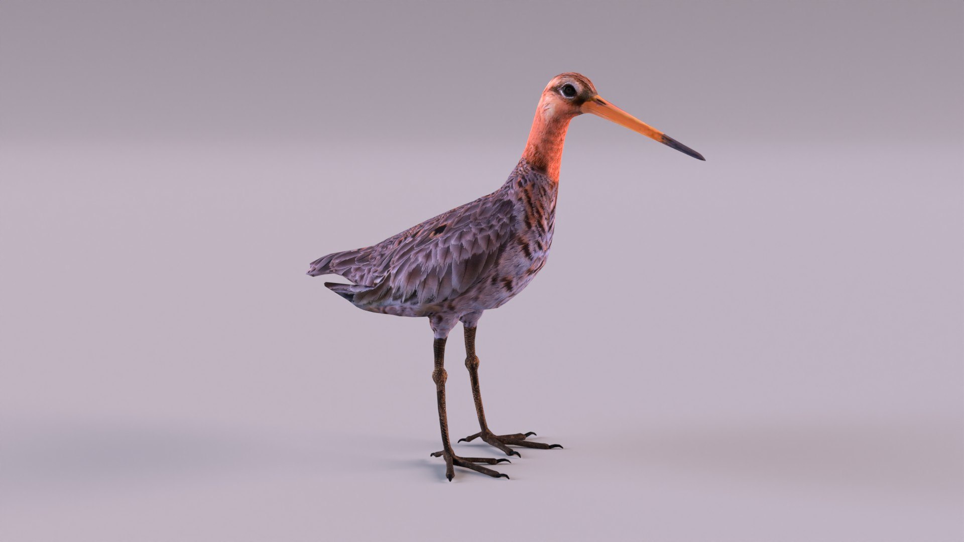 3D Birds collection https://p.turbosquid.com/ts-thumb/Br/Vid08l/oq/blacktailedgodwit_0001/jpg/1649088343/1920x1080/fit_q87/3b86741cf1710d17b083855f0b39a3e709d86ffd/blacktailedgodwit_0001.jpg