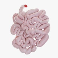 Small Intestine