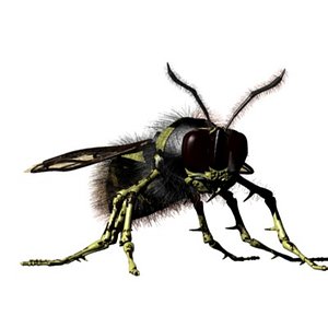 Wasp