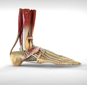 human male foot bone 3d max