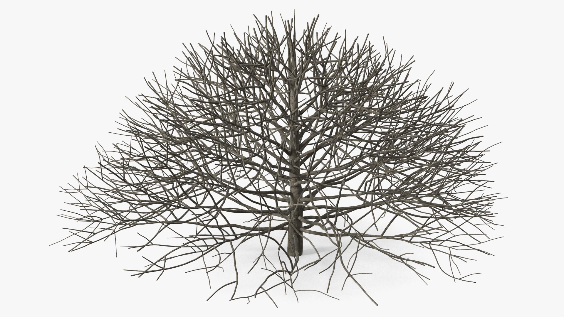 Bark Shrub 3D model preview
