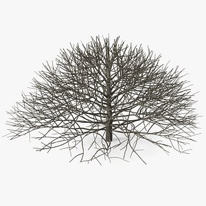 Bark Shrub 3D