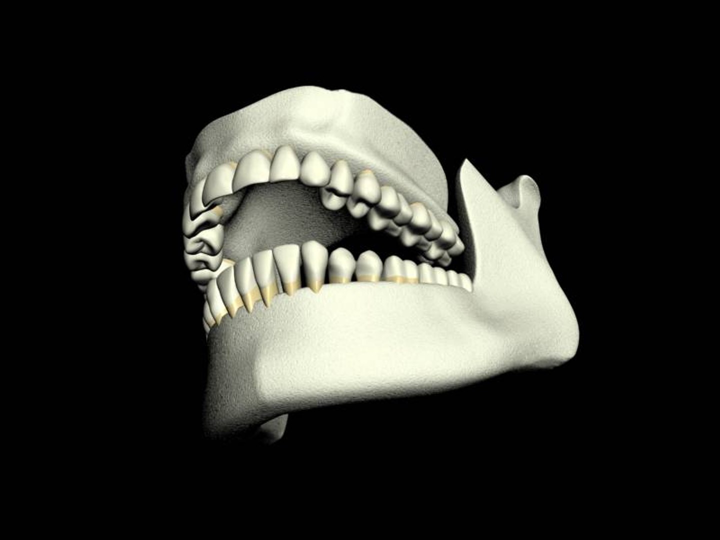 teeth jaws 3d model https://p.turbosquid.com/ts-thumb/Bs/A4AV1f/RrmH4Vu5/low/jpg/1182148093/1920x1080/fit_q87/c4786f5b368a389d109930979cf81267e9eb76c9/low.jpg