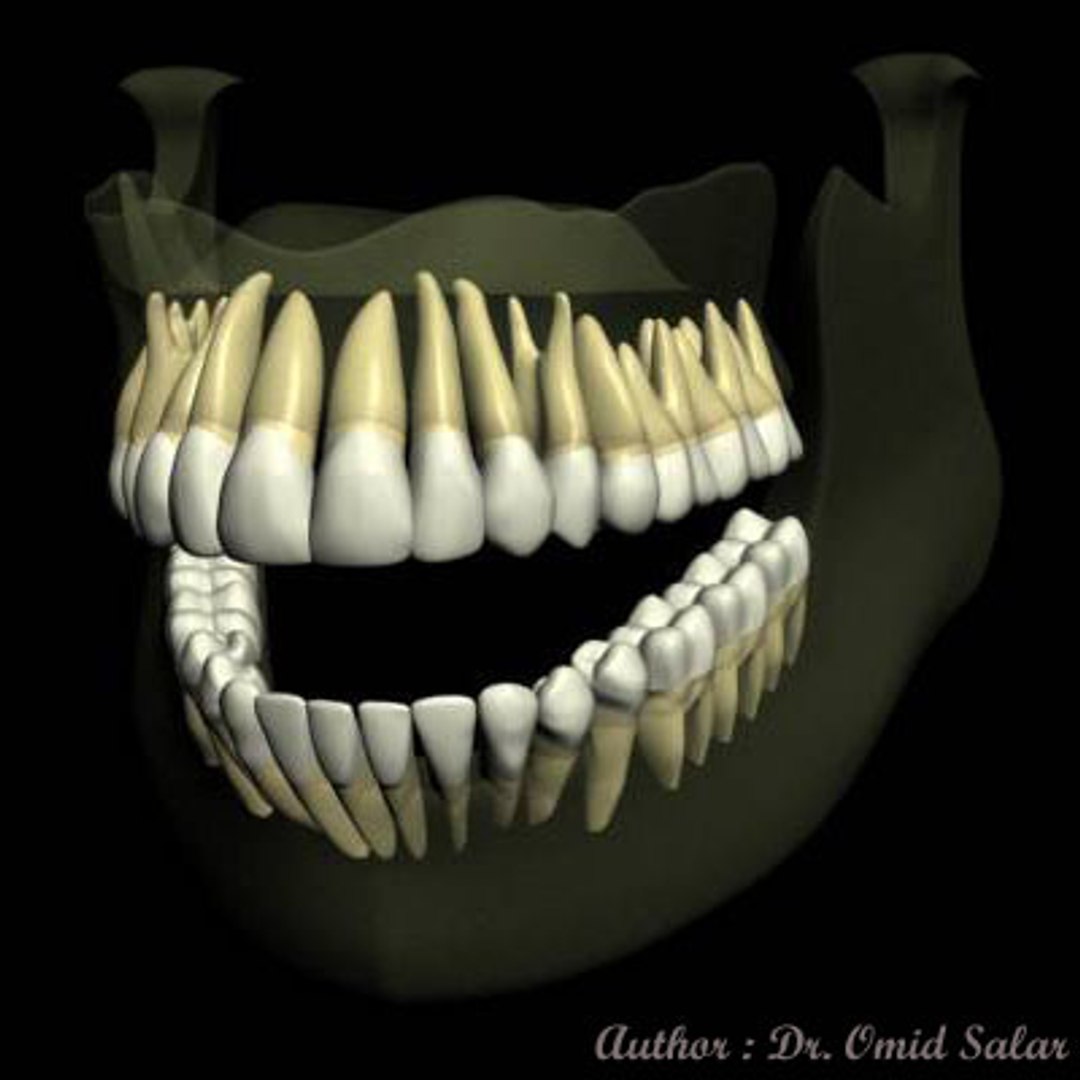 Teeth Jaws 3d Model