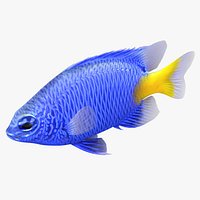 Yellowtail Damselfish Rigged