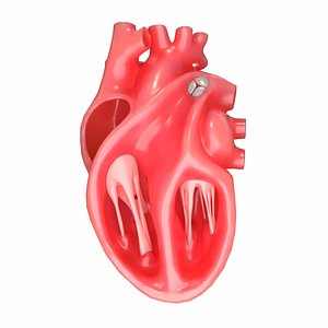 modeled human heart section 3D model