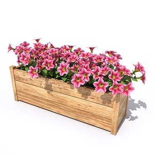 Petunia