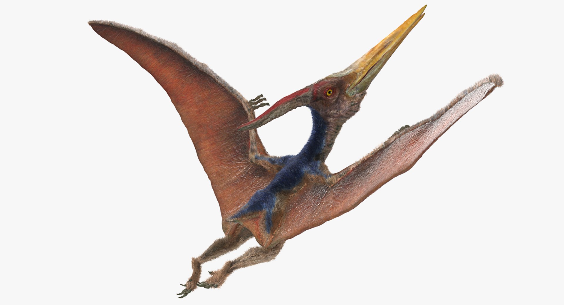 Pteranodon Flying Pose with Fur 3D model preview