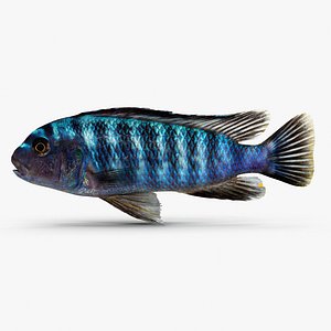 Pseudotropheus Elongatus Cichlid