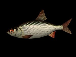 3d model small river fish