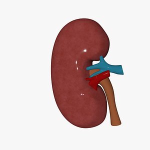 3D kidney model