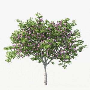 Cassia Javanica Tree No 1 with pink flowers