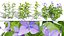 Modèles 3D photoréalistes de plantes d'asclépiade