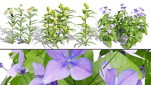 Photorealistic Milkweed Plant 3D Models