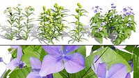 Photorealistic Milkweed Plant 3D Models